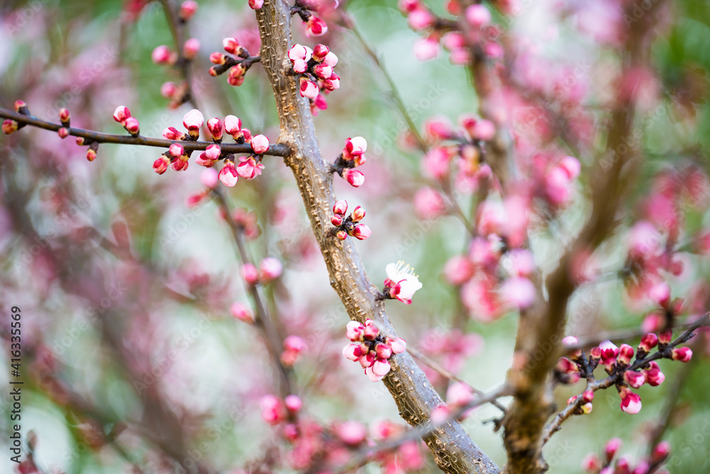 (Selective focus) Stunning view of some Plum blossoms in the foreground and blurred green trees in the background. Blossom season, natural background. Tokyo, Japan. (Selective focus) Stunning view of some Plum blossoms in the foreground and blurred green trees in the background. Blossom season, natural background. Tokyo, Japan.