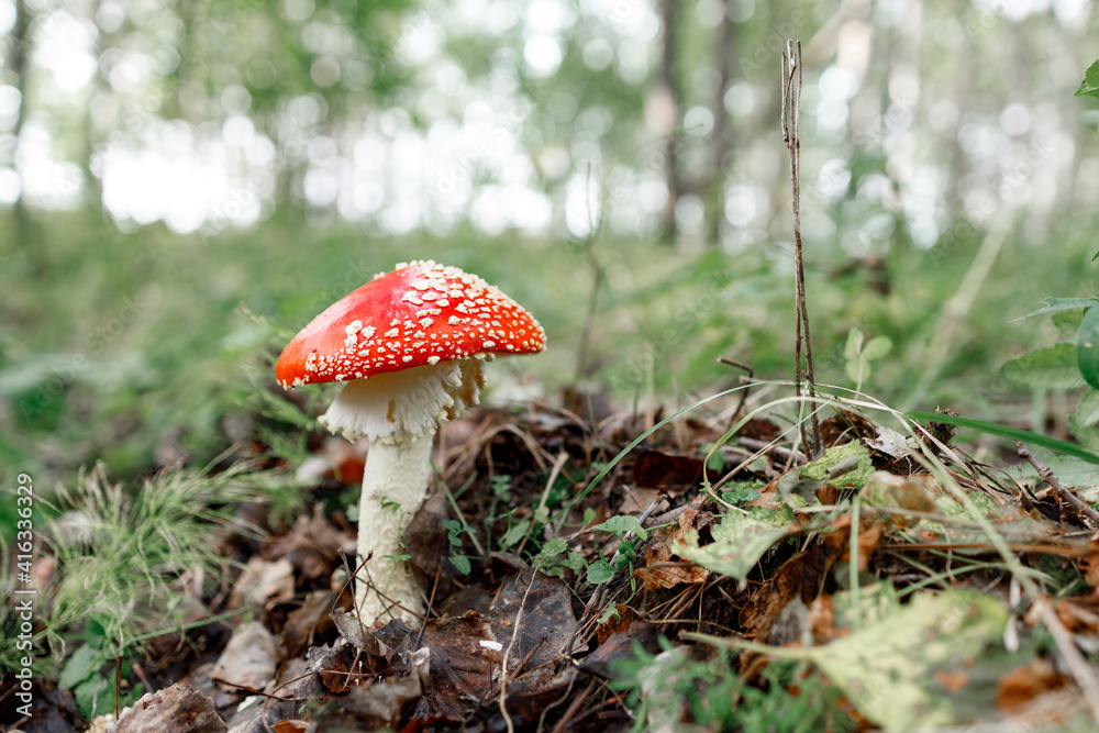 fly agaric on the background of forest and grass fly agaric on the background of forest and grass