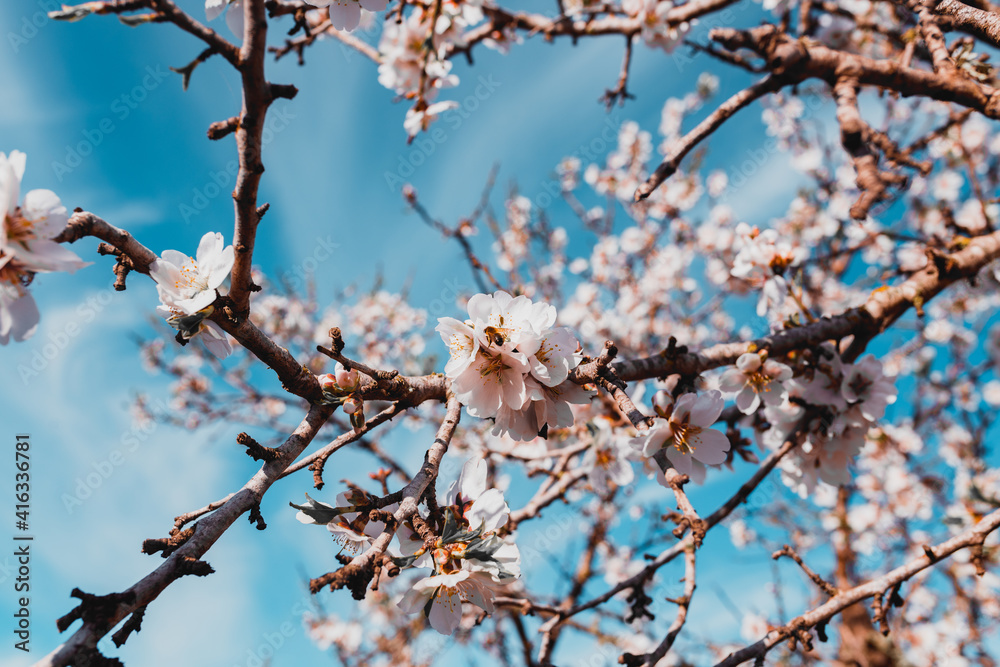 beautiful almond blossoms in a sunny day. beautiful almond blossoms in a sunny day.