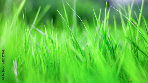 green grass background  texture  soft focus