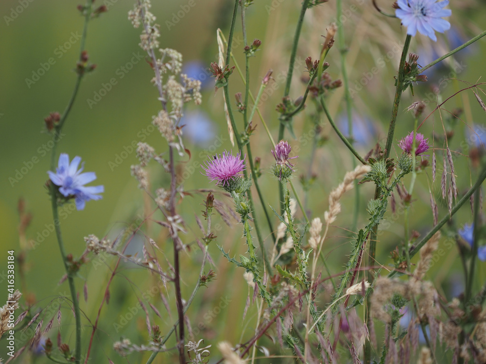 flowers in the field