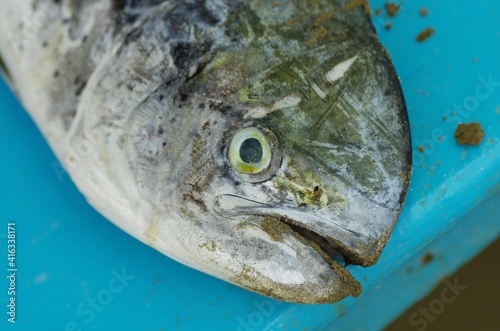 Fresh fish from Puerto Lopez seafood market, Puerto Lopez, Ecuador photo