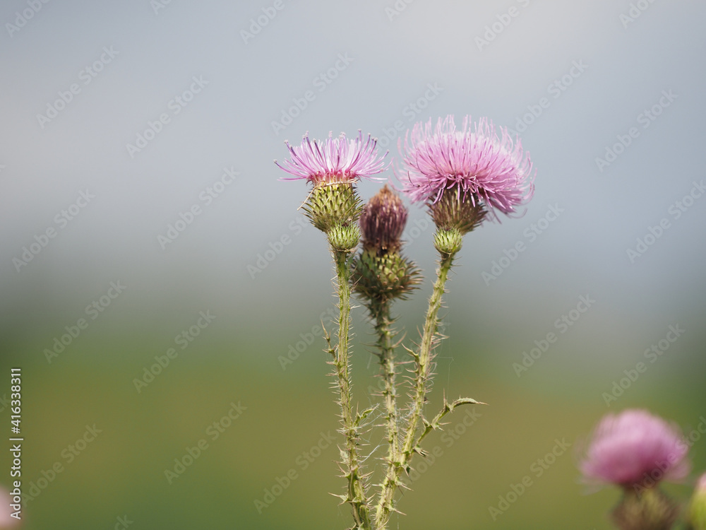 thistle in bloom