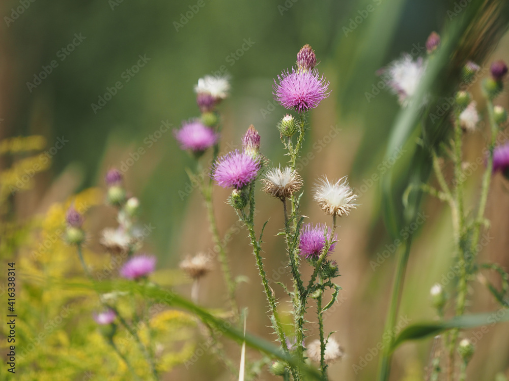 flowers in the meadow