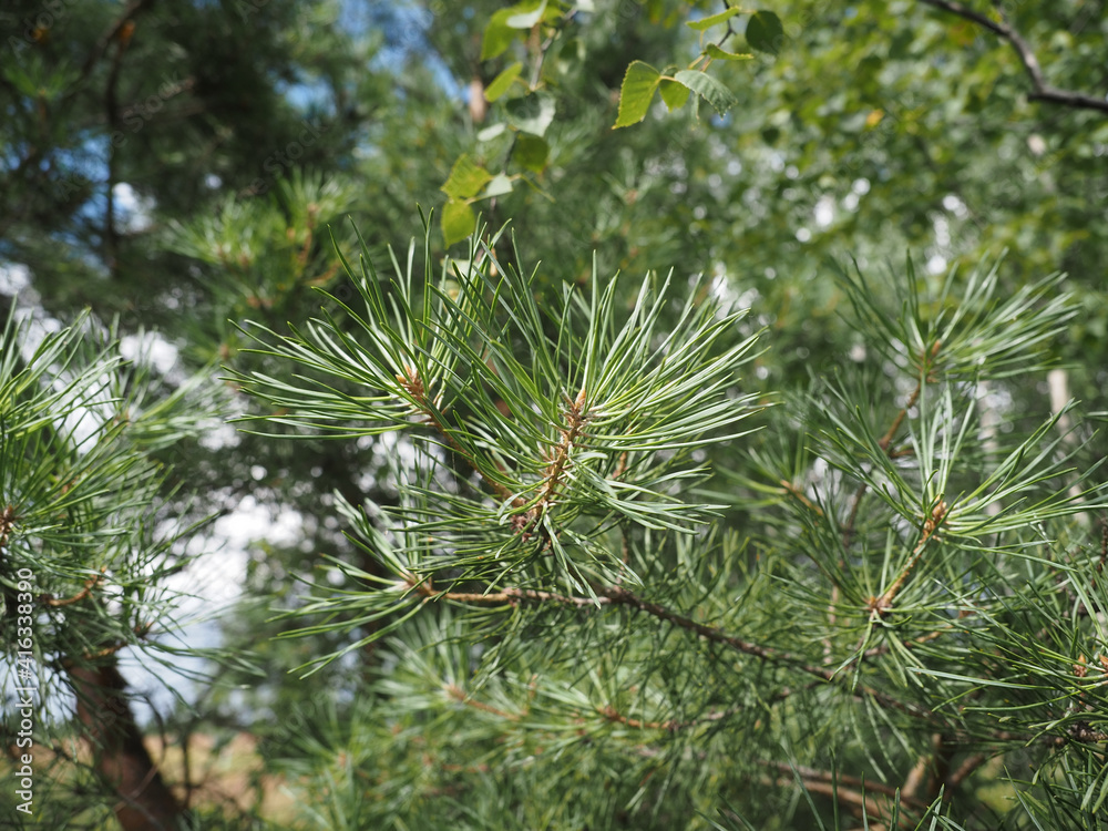 pine tree branches