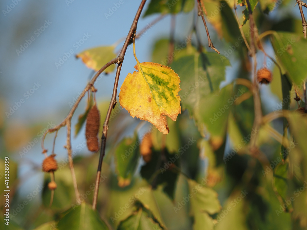 leaves and buds