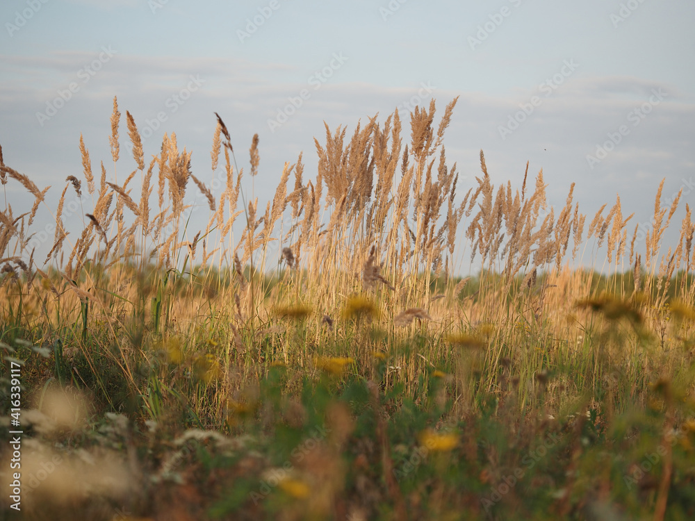 reeds on the bank of lake
