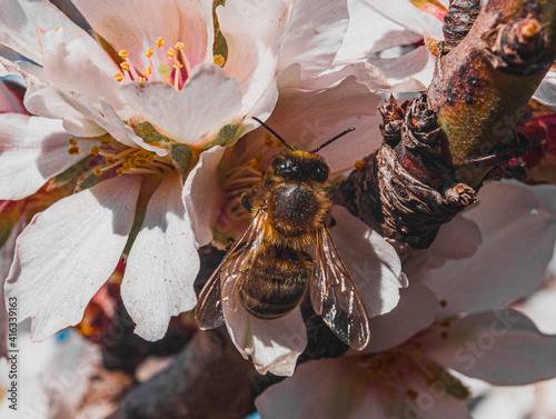 A bee on a white almond tree flower