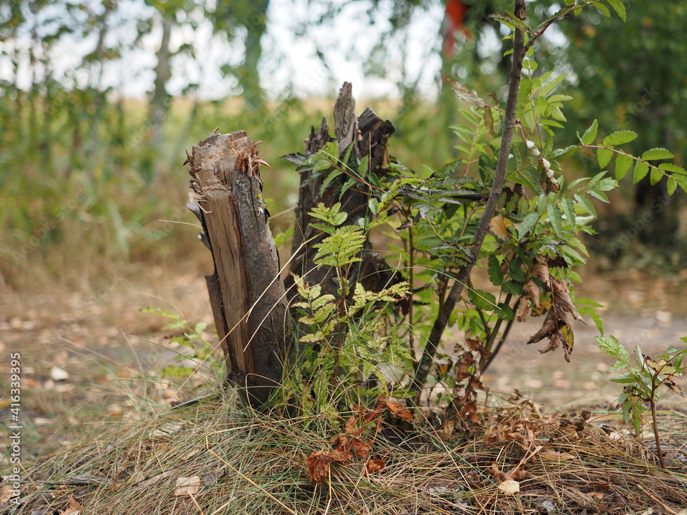 broken tree