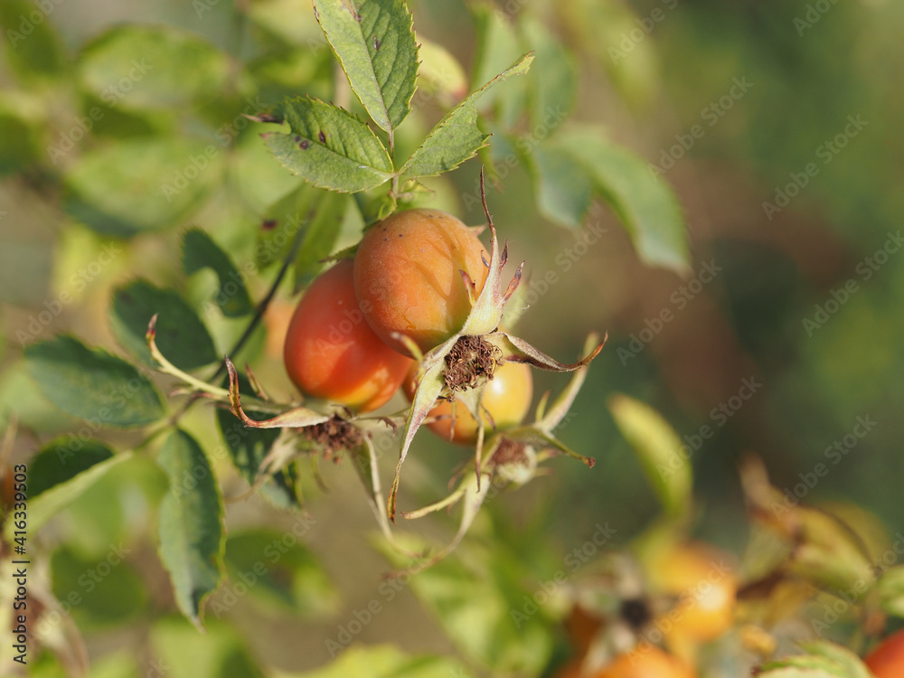 berries of a dogrose