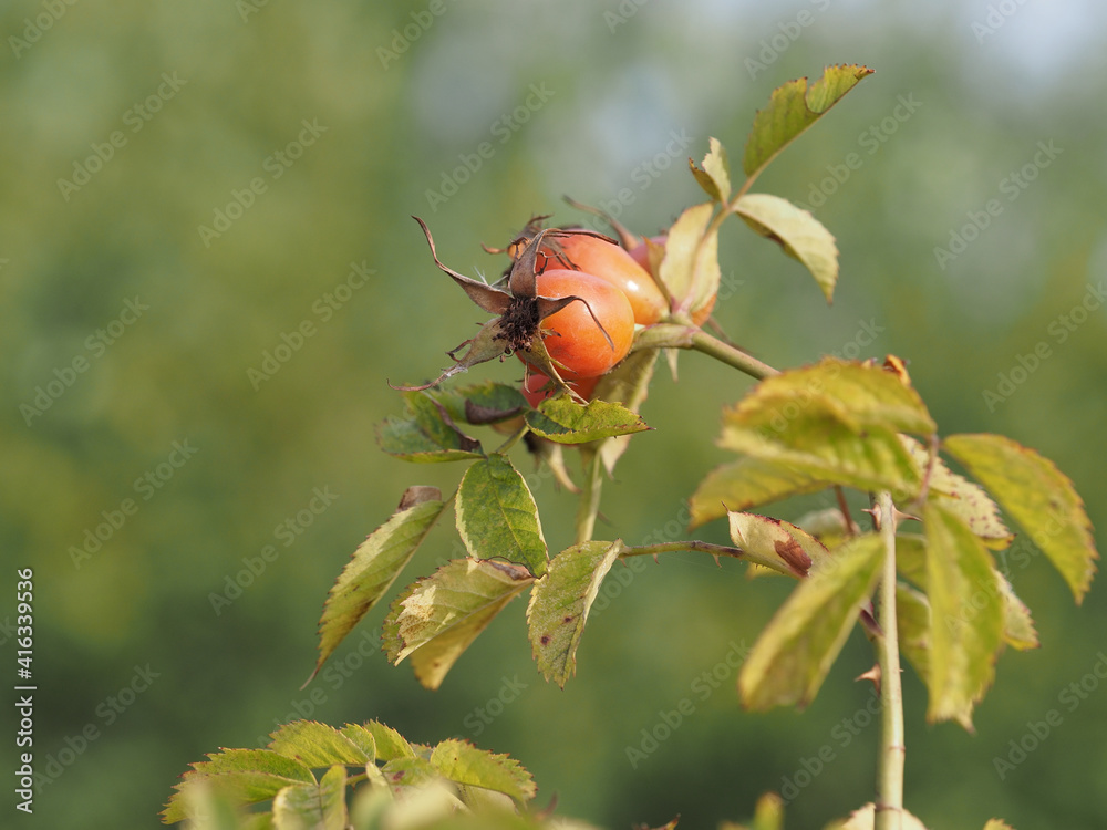 berries of a dogrose