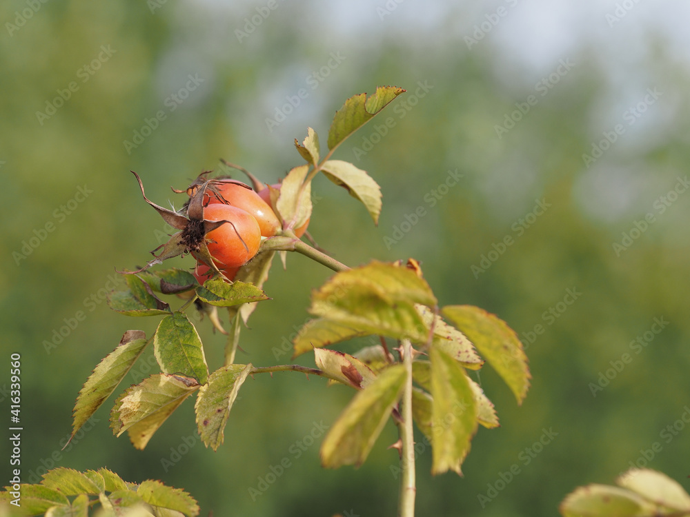 berries of a dogrose