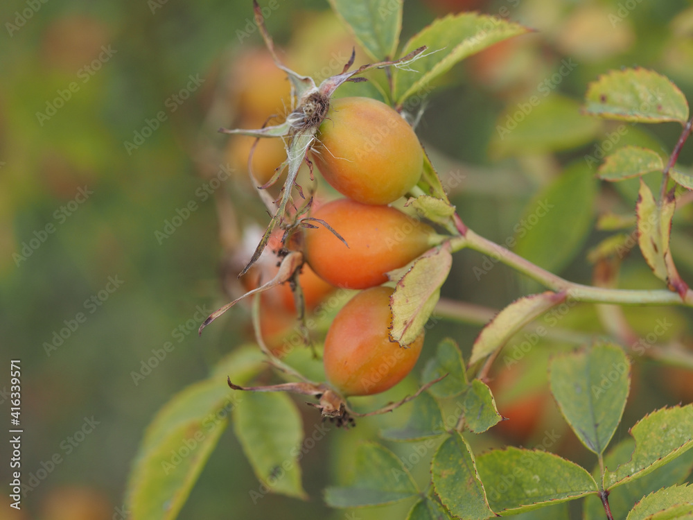 berries of a dogrose