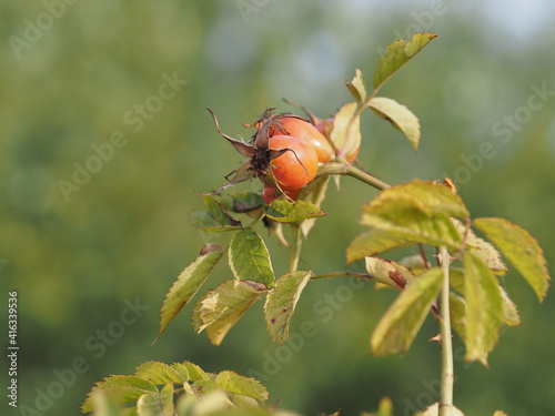 Obraz na płótnie berries of a dogrose w salonie