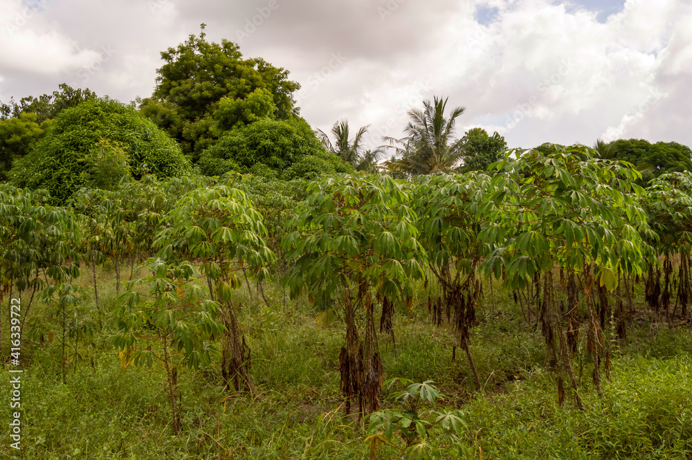 Cassava plantation in the countryside Cassava plantation in the countryside