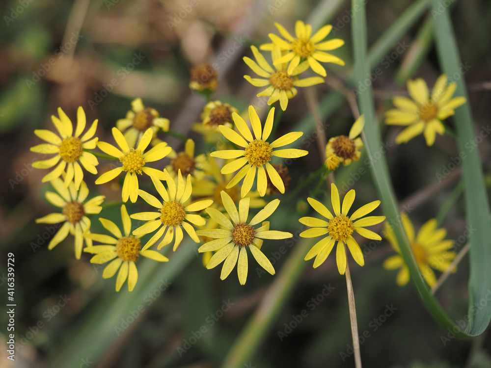 yellow dandelion flower