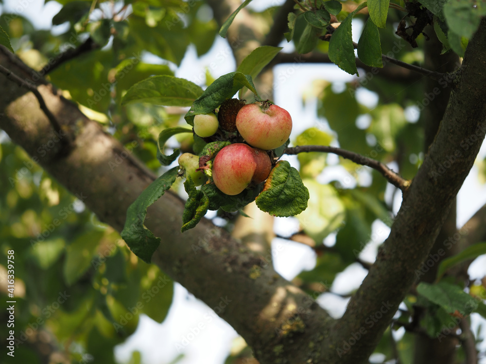 apples on tree
