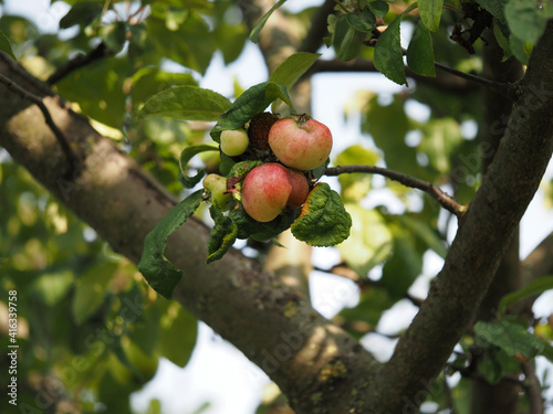 Obraz na płótnie apples on tree w salonie