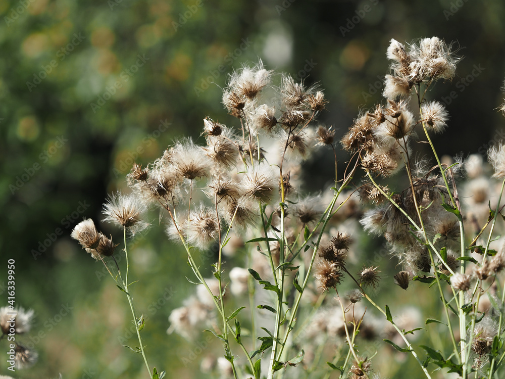 fluffy flowers