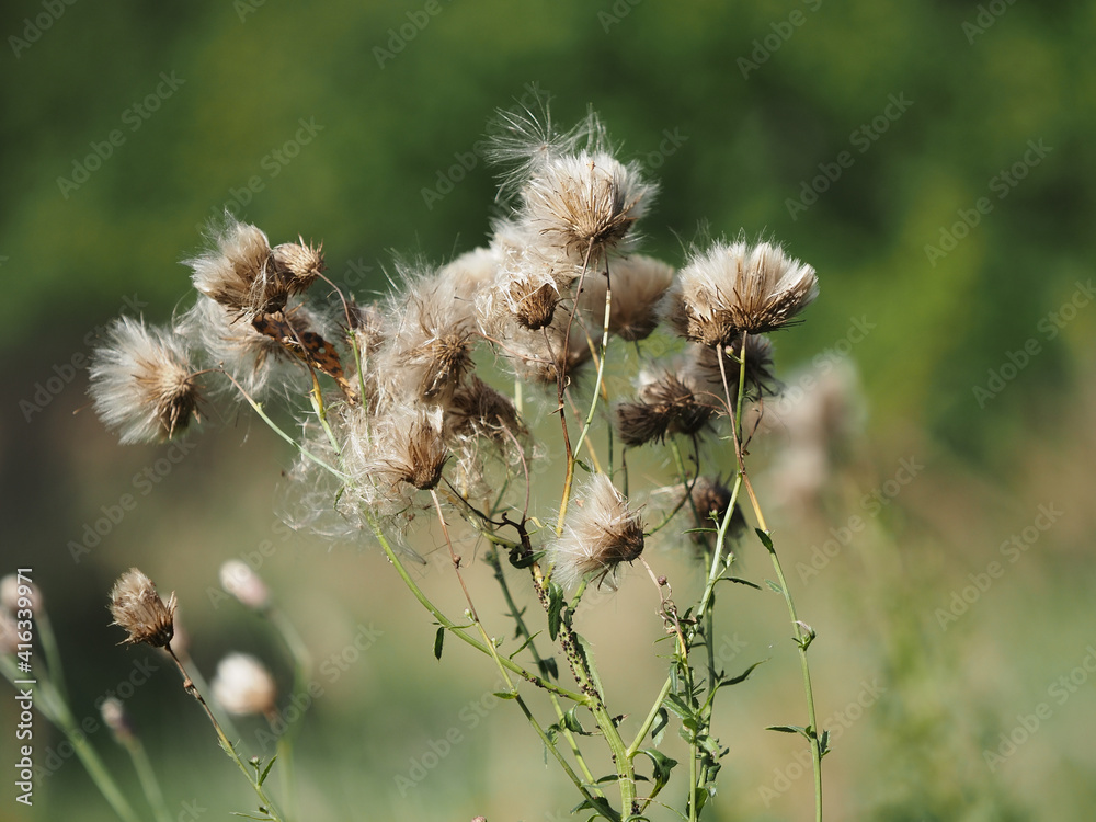 fluffy flowers