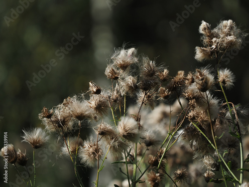 Obraz na płótnie fluffy flowers w salonie