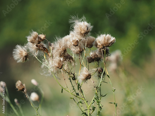 Obraz na płótnie fluffy flowers w salonie
