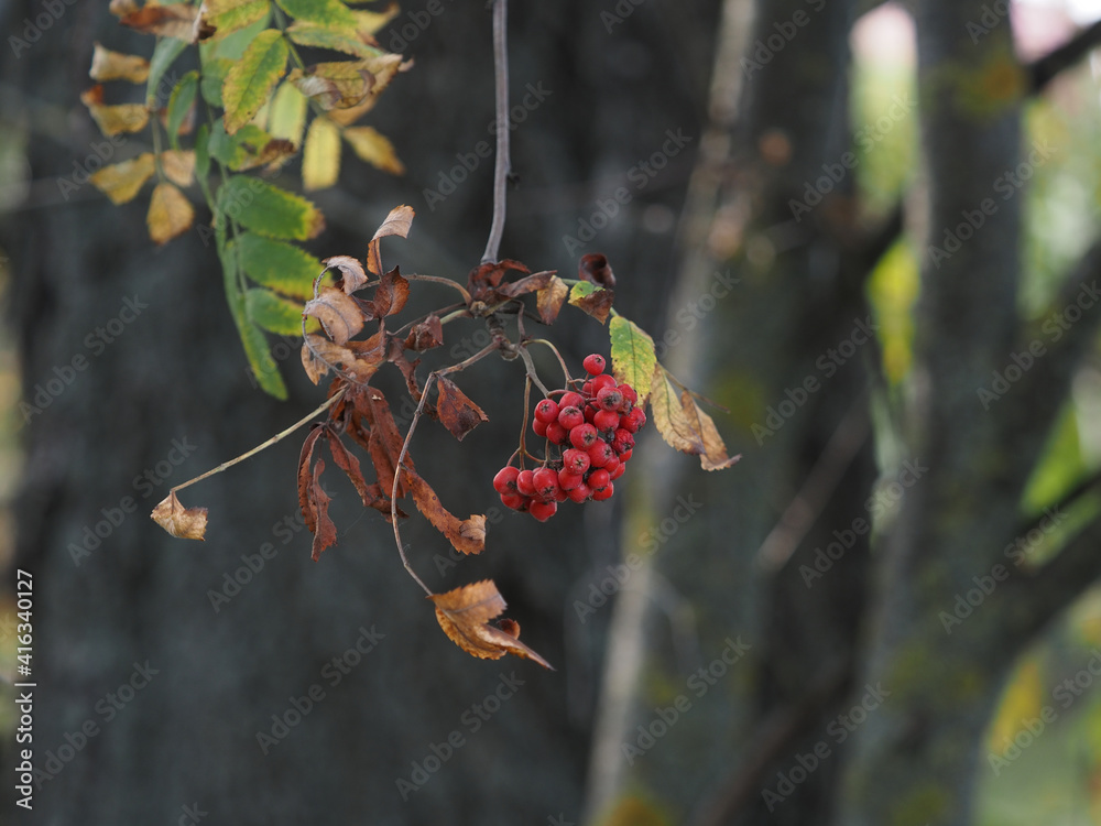 red berries on a branch