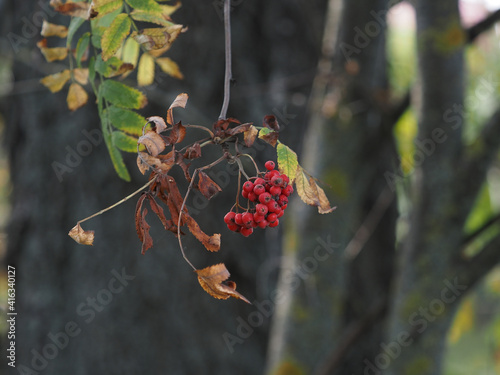 Obraz na płótnie red berries on a branch w salonie