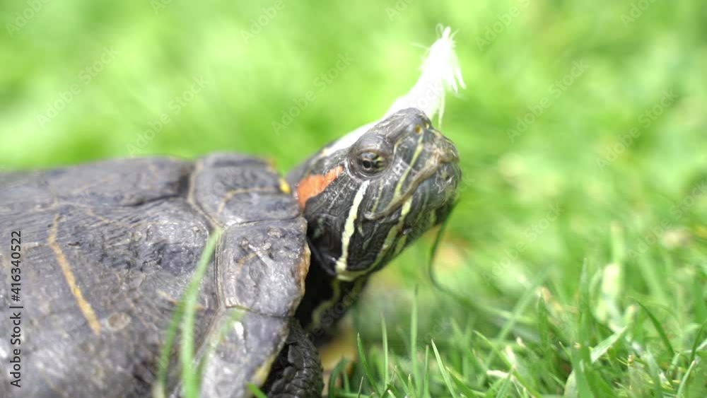 Close up of turtle in green grass on sunny day, animal in nature selective focus Close up of turtle in green grass on sunny day, animal in nature selective focus