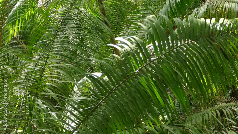 Palm Tree Forest, beautiful sunlight in the forest as Palm Tree fronds create thick foliage of green long leaves moving with a gentle wind. Palm Tree Forest, beautiful sunlight in the forest as Palm Tree fronds create thick foliage of green long leaves moving with a gentle wind.