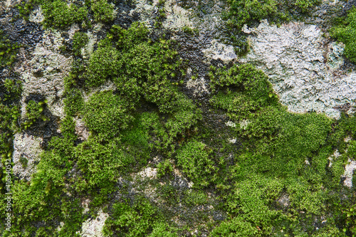 background, texture - moss and algae on a wet rock