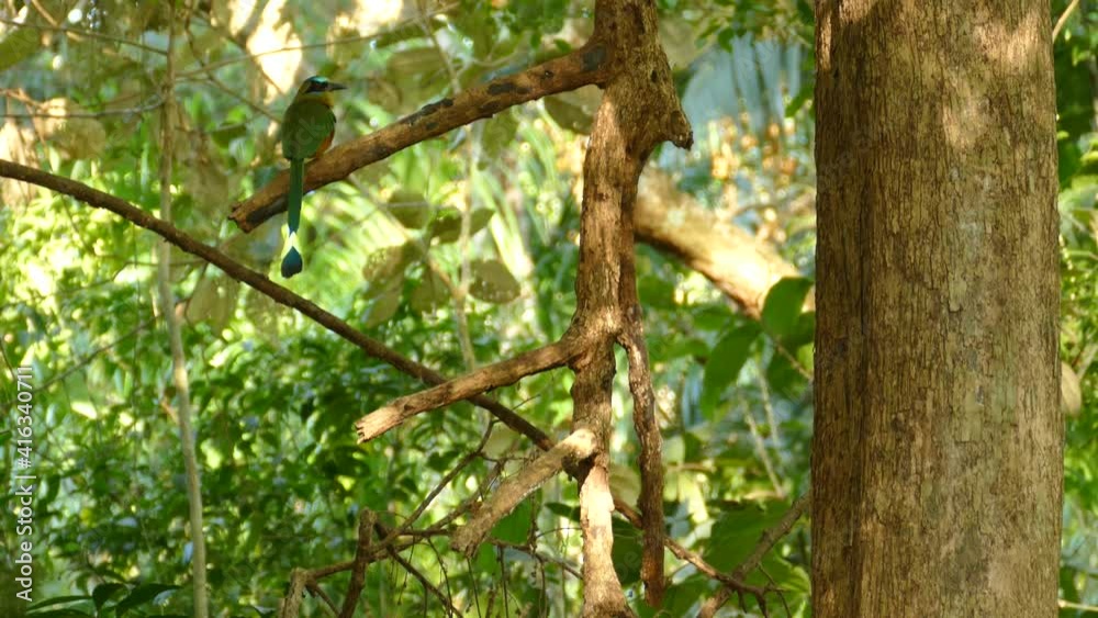 Motmot (Momotidae) bird on tree branch in dense jungle background Motmot (Momotidae) bird on tree branch in dense jungle background