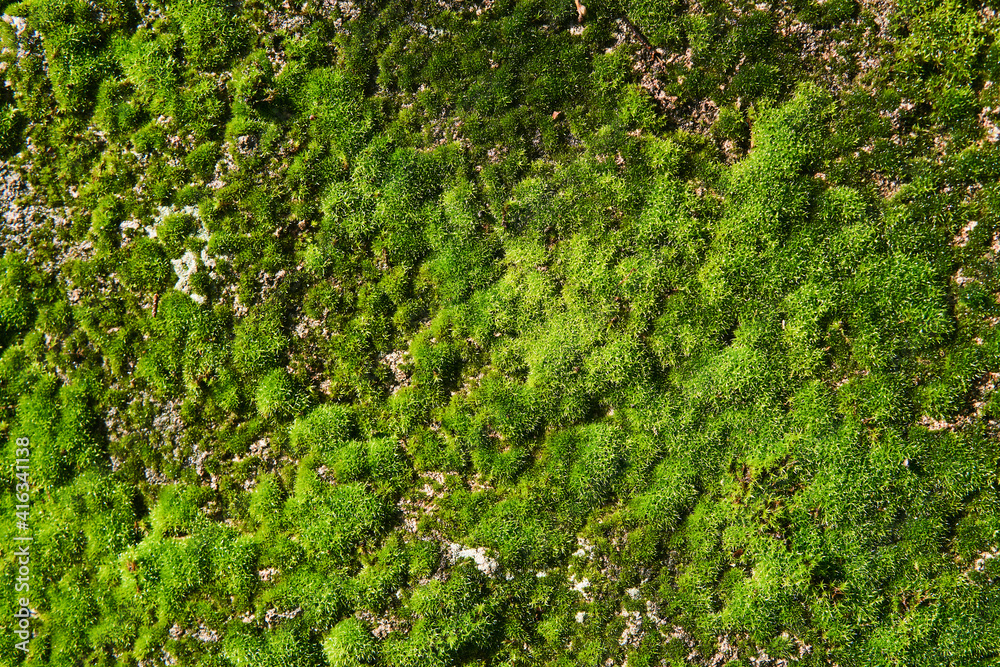 background, texture - bright green moss on a concrete wall