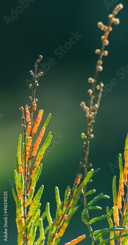 Salicornia growing in salt marshes and beach