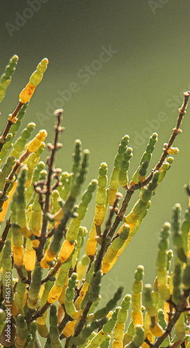Salicornia growing in salt marshes and beach