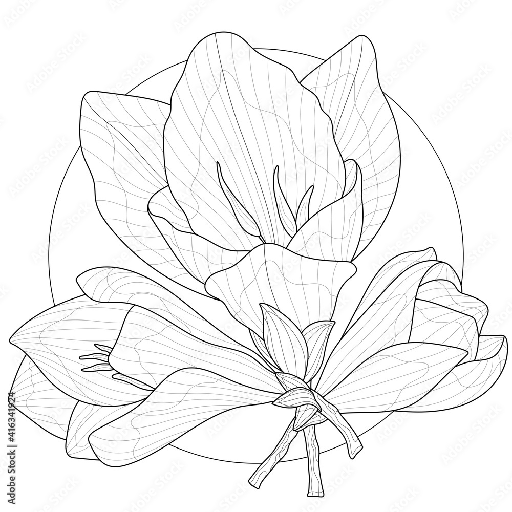 Fototapeta premium Freesia flowers.Coloring book antistress for children and adults. Illustration isolated on white background.Zen-tangle style. Black and white drawing