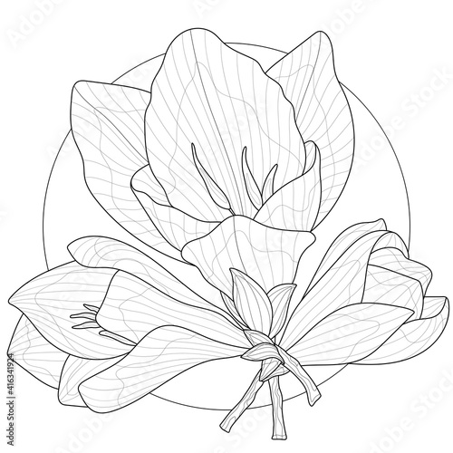 Freesia flowers.Coloring book antistress for children and adults. Illustration isolated on white background.Zen-tangle style. Black and white drawing