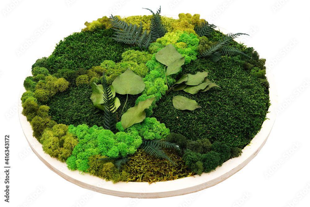 round panel of stabilized moss on a white background