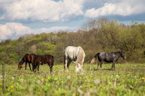 Fototapeta Naklejka Na Ścianę i Meble -  Wild free horses eating and walking in Pirin mountain, Bulgraia. Moving around.