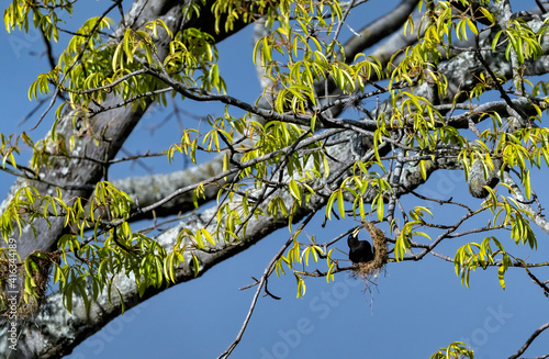 Oropendola or Conoto bird building a nest on a tree branch. photo