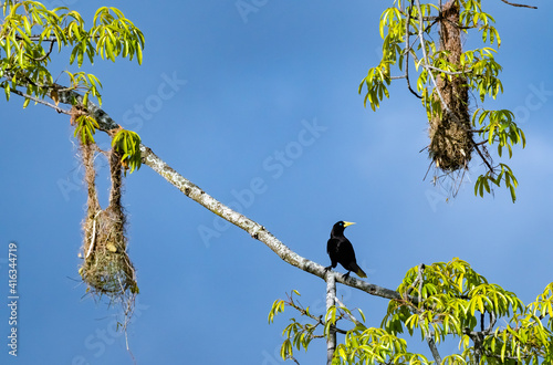 Oropendola or Conoto bird building a nest on a tree branch. photo