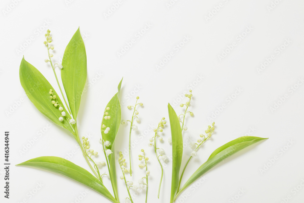 Fototapeta premium may lily flowers on white background