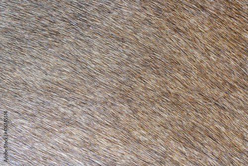 fur texture background