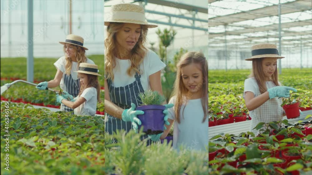 Multiscreen daughter and mom in uniform checking and counting the flowers in a greenhouse. Working worker pot florist plant cultivation summer botany. Slow motion Multiscreen daughter and mom in uniform checking and counting the flowers in a greenhouse. Working worker pot florist plant cultivation summer botany. Slow motion
