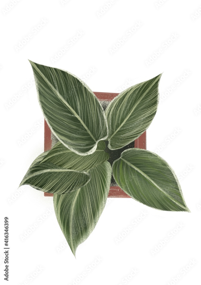 bay leaves on white background