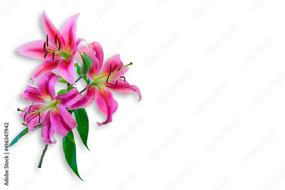 Pink Lily flower with white background 