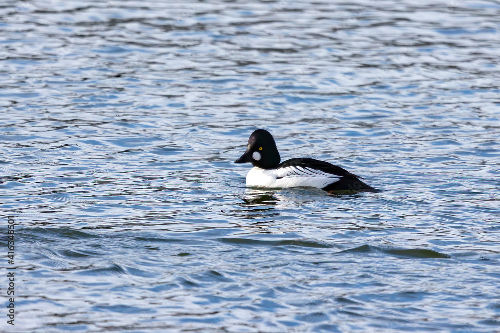 The common goldeneye (Bucephala clangula). Sea ducks during migration on the river. The common goldeneye (Bucephala clangula). Sea ducks during migration on the river.