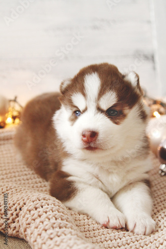 Serious little Siberian Husky puppy