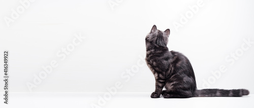 Fotografie Scottish black tabby kitten on white background.