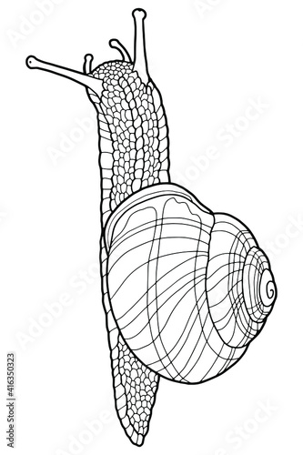 Hand drawing snail. Coloring page. The original print. Illustration for a children's book. Coloring book for children and adults.